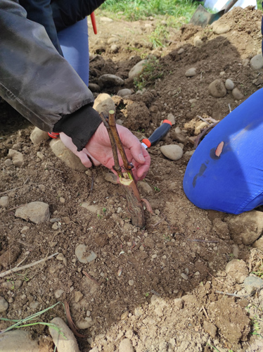 Greffes anglaises épaulées sur cerisier